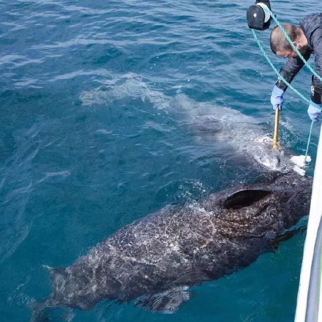 Scientists Claim ‘ancient’ Shark Is World’s Oldest Living Vertebrate 