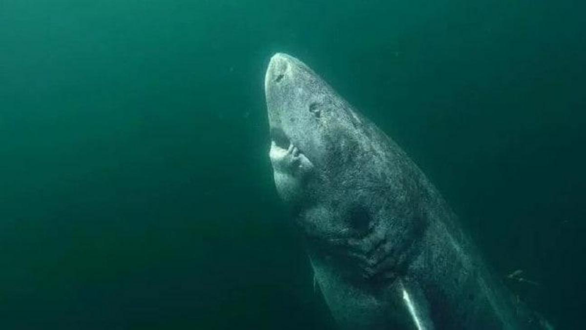 Scientists claim ‘ancient’ shark is world’s oldest living vertebrate ...