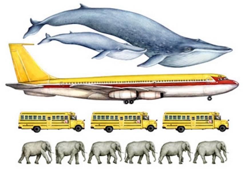 11 facts about blue whales, the largest animals ever on Earth - Nexus