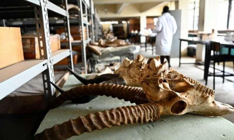 Despite its wealth of fossils, the Nairobi National Museum lacks specialists and resources. Staff say Kenya does not offer courses in paleontology and does not prioritise the science