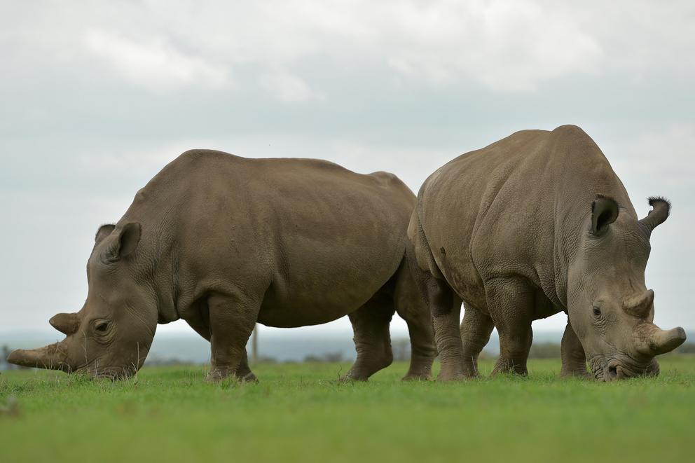 Najin (left) and Fatu, the only two remaining northern white rhinos, graze together at Kenya's Ol Pejeta Conservancy in 2018.