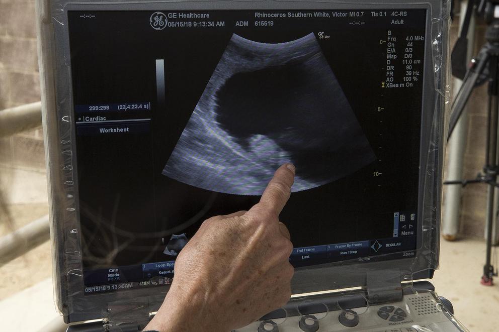 Researchers point out the calf in Victoria's ultrasound.