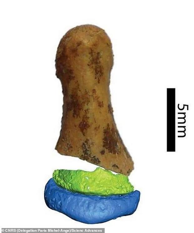 Analysis and imaging of the distal section of a finger bone (pictured) revealed it is another fragment of the same bone which initially allowed researchers to prove Denisovans existed. The found the digit more similar to humans than neanderthals 