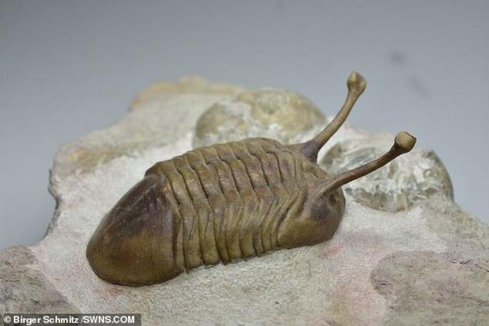 Trilobites (pictured) are one of many species that evolved following the mid-Ordovician ice age 466 million years ago