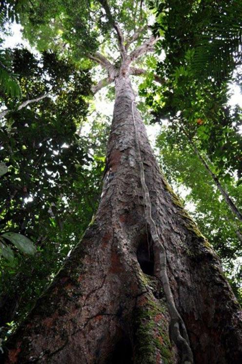 A Dinizia excelsa tree.