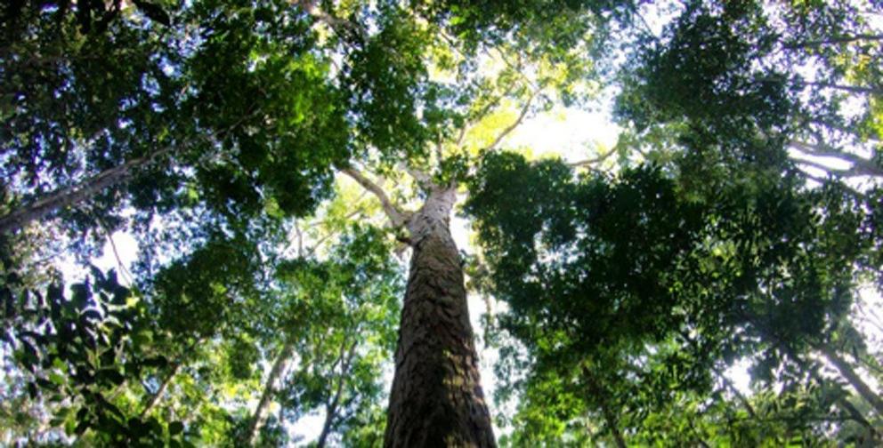 The Amazon’s new record-breaking tree.