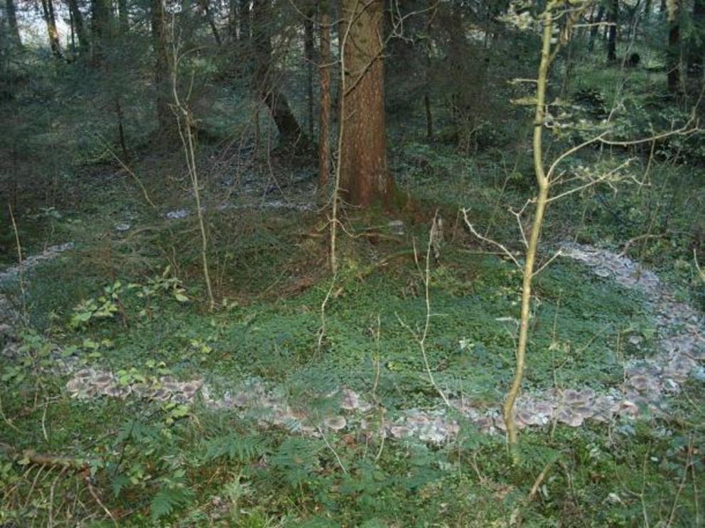 Beautiful fairy ring, or profuse circle of Clitocybe nebularis fungus.