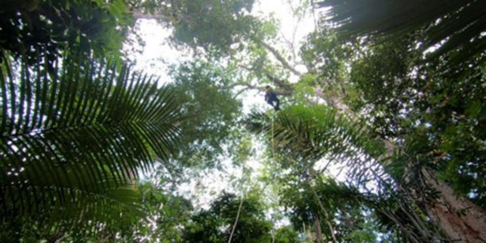 Climbing an Amazonian tree.