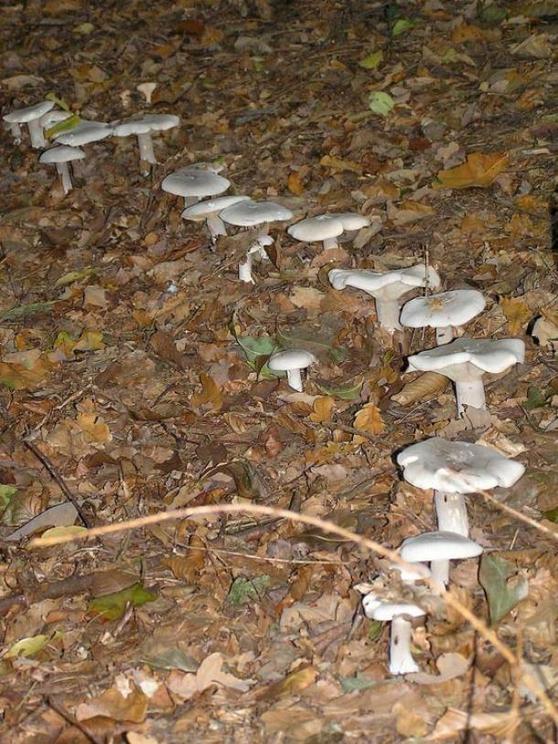 Clitocybe nebularis  mushrooms in part of a ring.