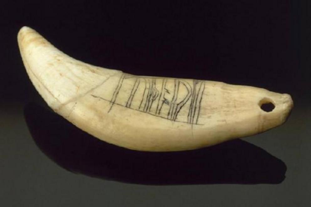 The amulet containing the word ‘futhark’ was made from the tooth of a brown bear and was found in Orkney in the 1930s.