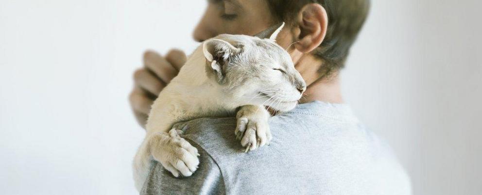 Cats bond securely to their humans maybe even more than ...