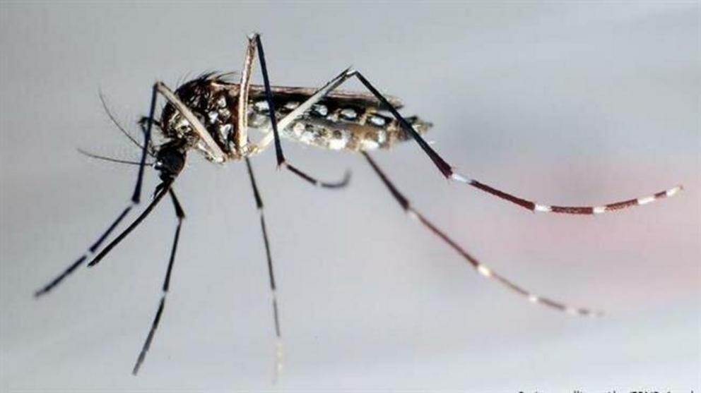 The genetically modified mosquitoes were supposed to produce only infertile offspring. (Photo by DPA)