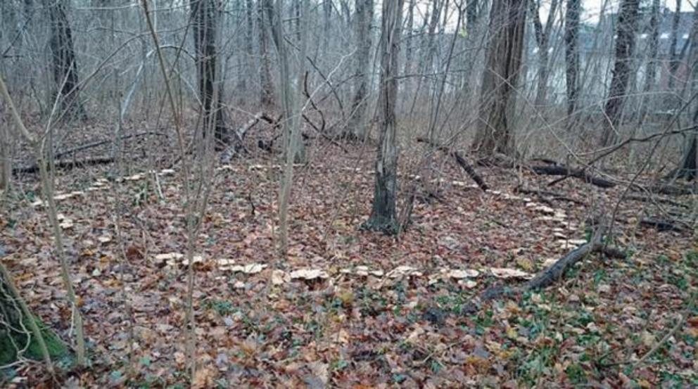 A mushroom ring in the woods.