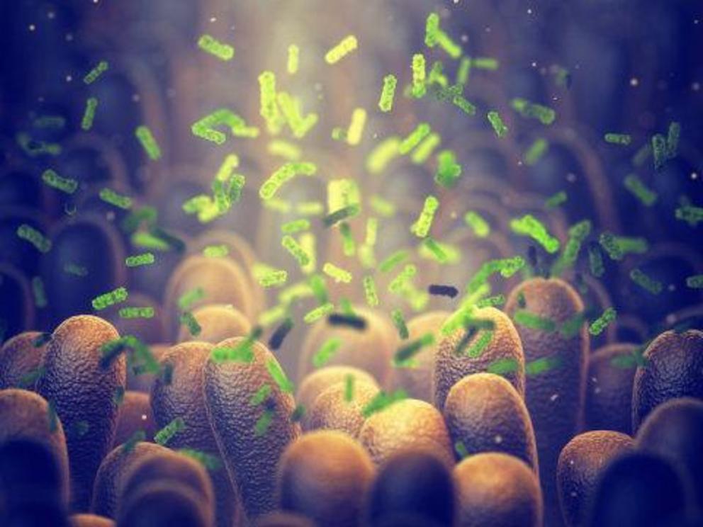 Intestinal bacteria illustration (stock image).  Credit: © nobeastsofierce / Adobe Stock