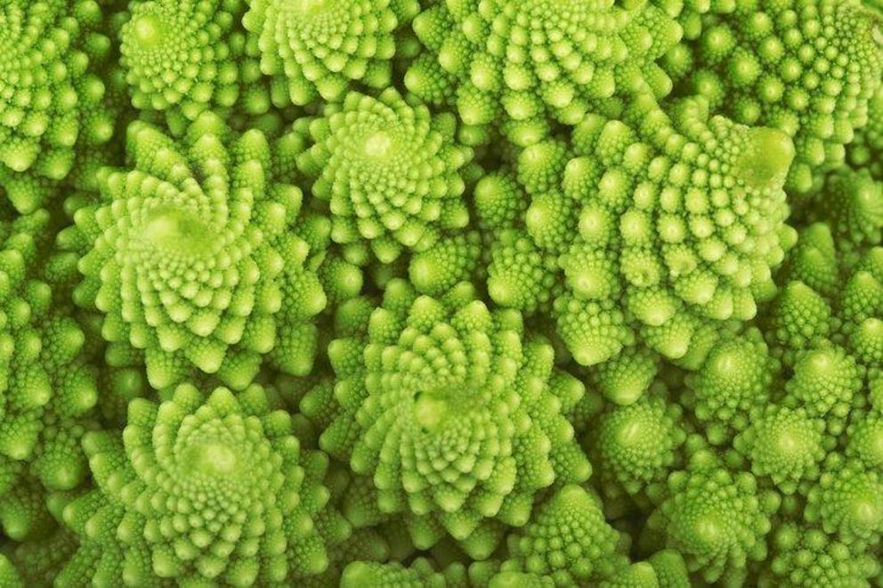 Naturally occurring fractal patterns in Romanesco broccoli (Brassica oleracea).