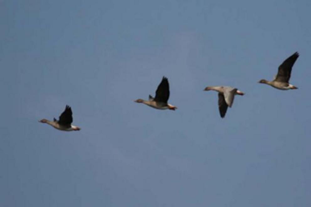 Migration of Bean Geese through Estonia.