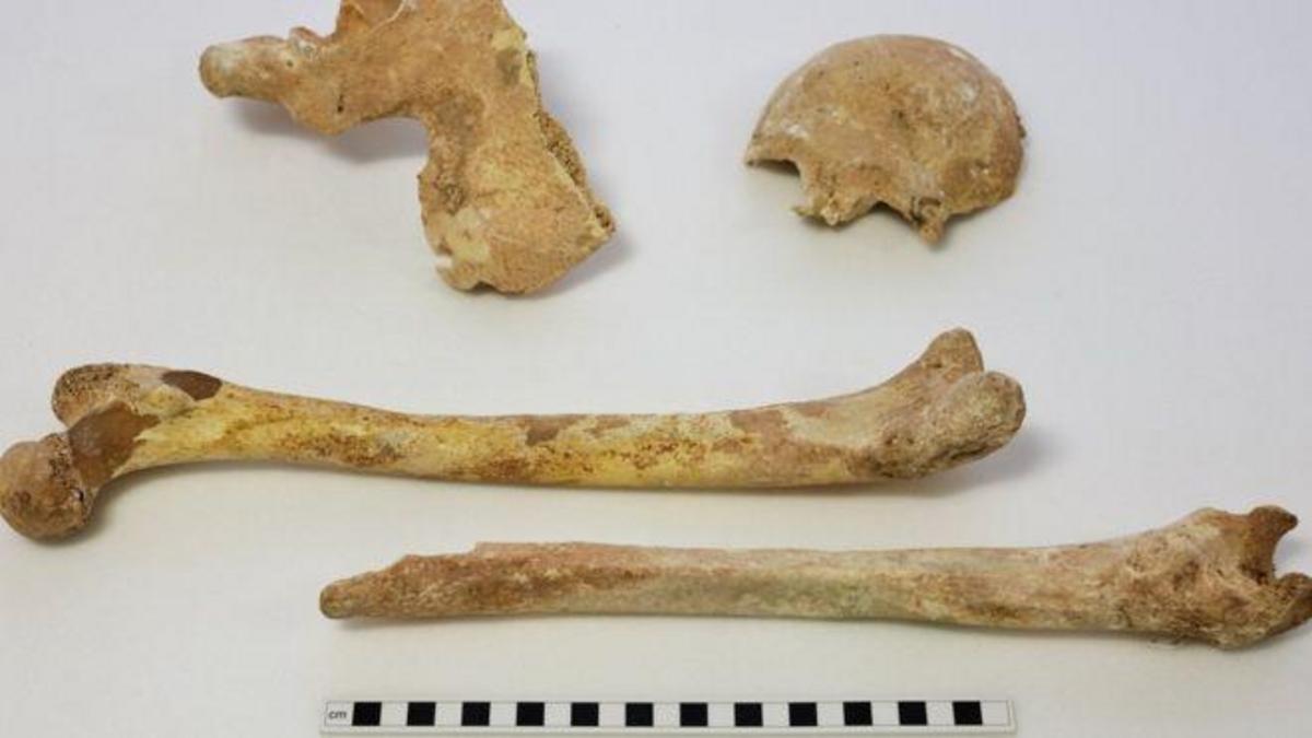 Самый древний по возрасту. Древние человеческие кости. Кости первобытного человека. Древний музей костей людей.