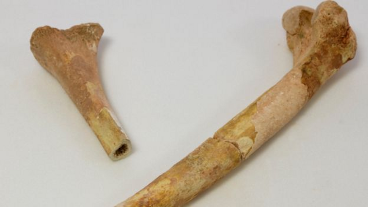 Самый древний по возрасту. Человеческая кость из дерева. Кальцинированные древние кости.