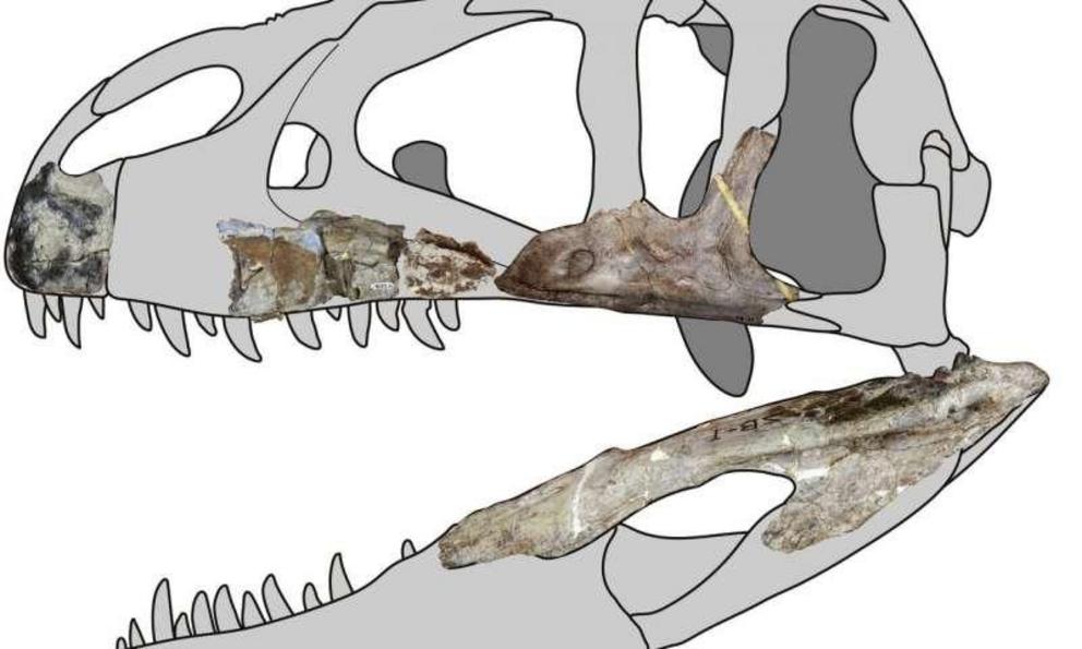 Meet Siamraptor suwati, a new species of giant predatory dinosaur from ...