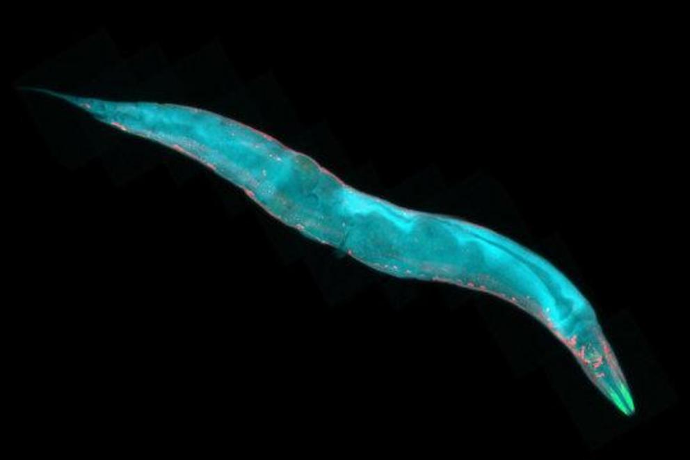 Caenorhabditis elegans (stock image).  Credit: © heitipaves / Adobe Stock