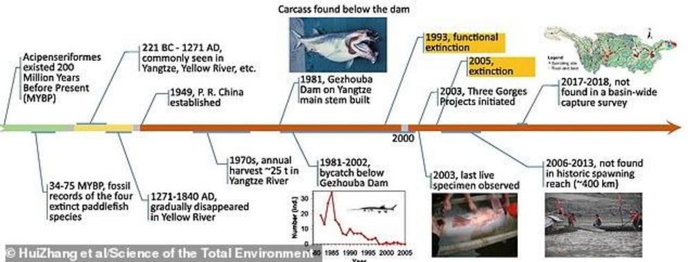 There were only 210 sightings of 'the giant panda of the rivers' between 1981 and January 2003, when the last live specimen was found and released back into the river 