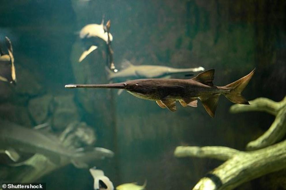 The fish, which was around 10 feet long on average, was native to the Yangtze River, the longest river in Asia, along with a diverse selection of megafauna – large or giant animals 