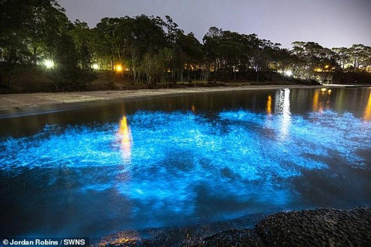 Fire of the sea: mesmerising footage of bioluminescent ALGAE glowing ...