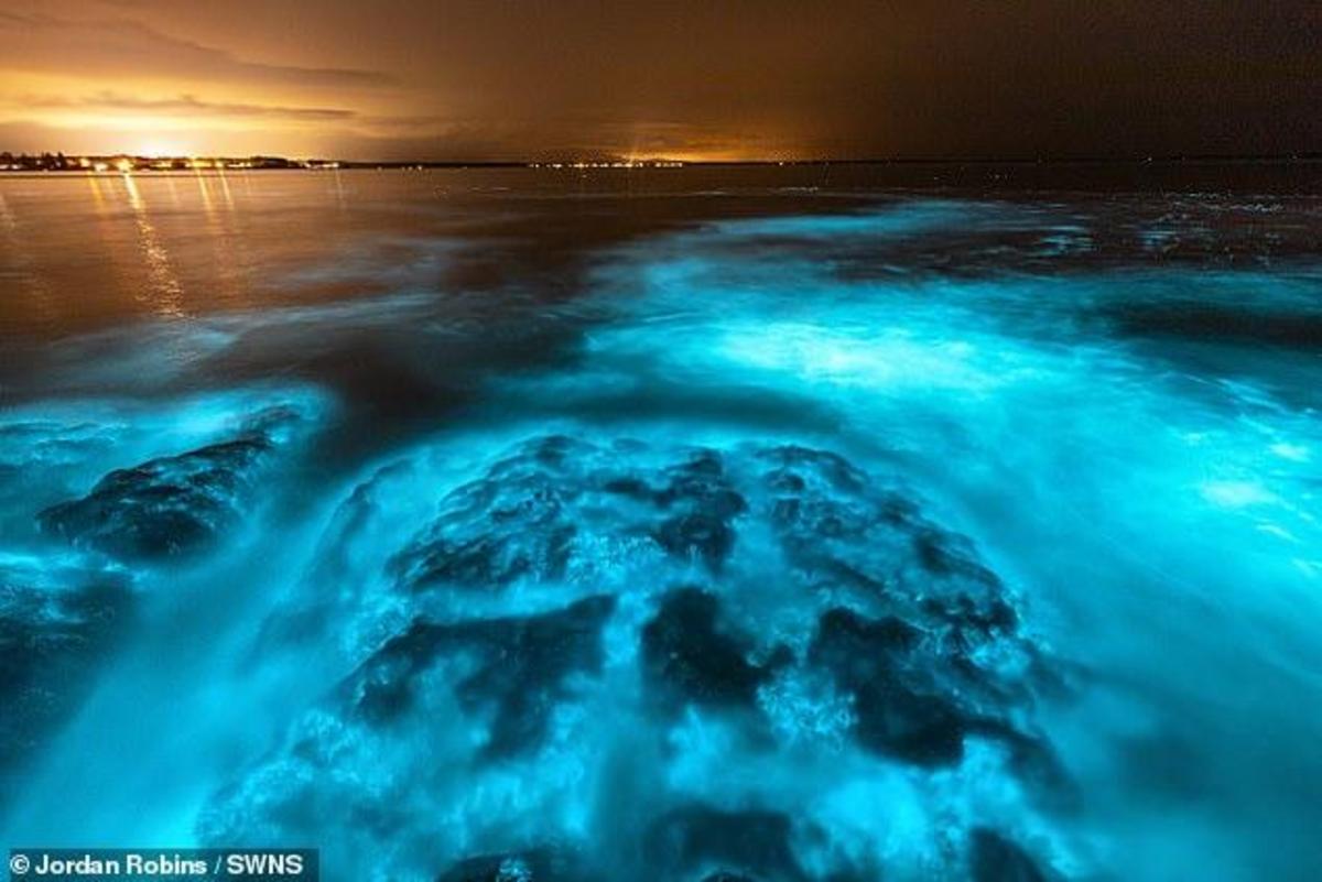 Fire of the sea: mesmerising footage of bioluminescent ALGAE glowing ...