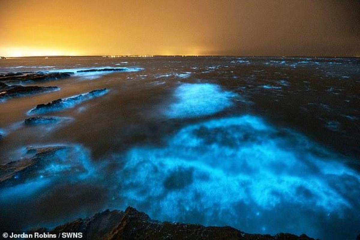 Fire of the sea: mesmerising footage of bioluminescent ALGAE glowing ...