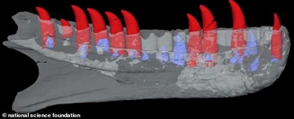 The head showed numerous detailed teeth of the ancient shark