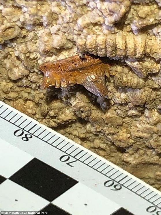 Hodnett said teeth (pictured) and dorsal fins of other shark species are also exposed in the cave ceiling and walls