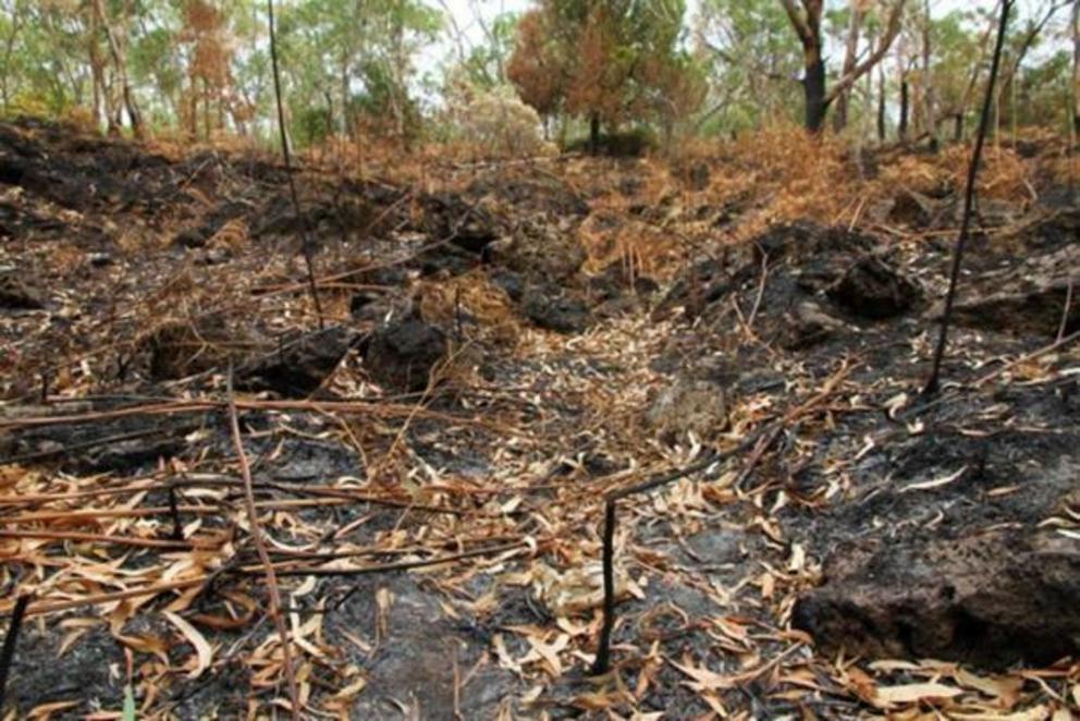 This burnt section of bush near Lake Condah, part of the Budj Bim Cultural Landscape, is believed to be a previously-undocumented channel that forms part of the ancient eel-harvesting system.