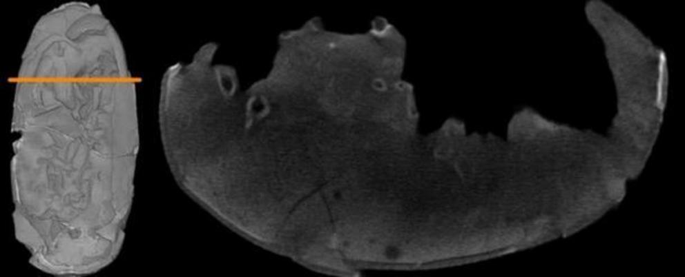 Neutron tomogram as cross-section through 