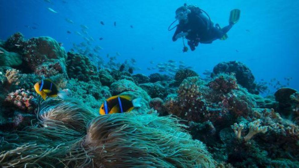 A diver among the corals in Palau 