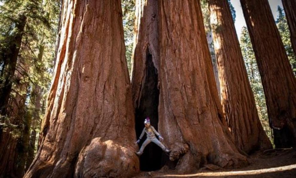 A girl plays in the gap that has appeared in a sequoia. The colossal trees draw huge numbers of visitors.