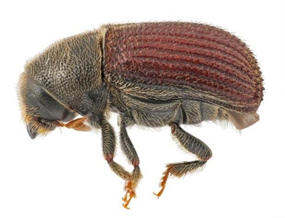 Phloeosinus punctatus, the beetle responsible for the death of the trees, is just 3-4mm long.