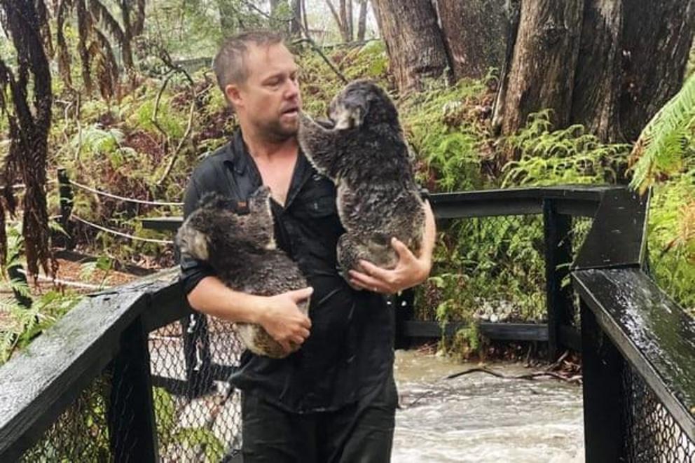 An Australian Reptile Park staff member carrying koalas during a flash flood in Somersby, north of Sydney.