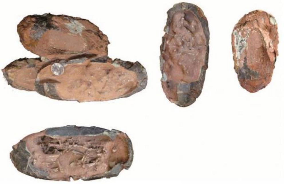 Photos of the clutch of three oviraptorid eggs including embryos before preparation and separation of the individual eggs.