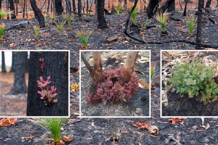 ‘Breathtaking’ Photos Show Plants In Australia Already Regrowing Across ...