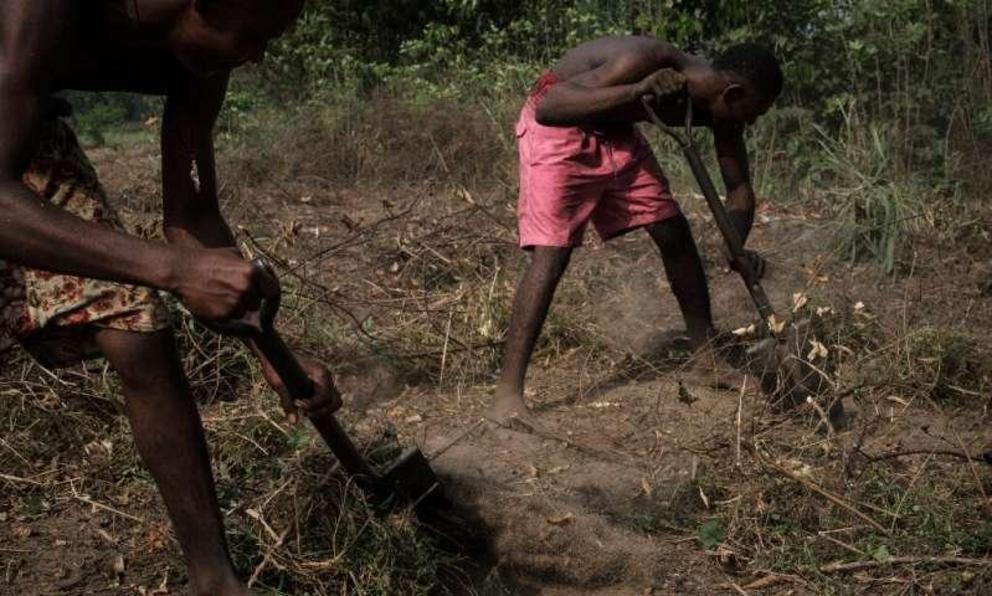 Undeterred by chronic oil pollution, fishermen in K-Dere village clear the land to plant cassava