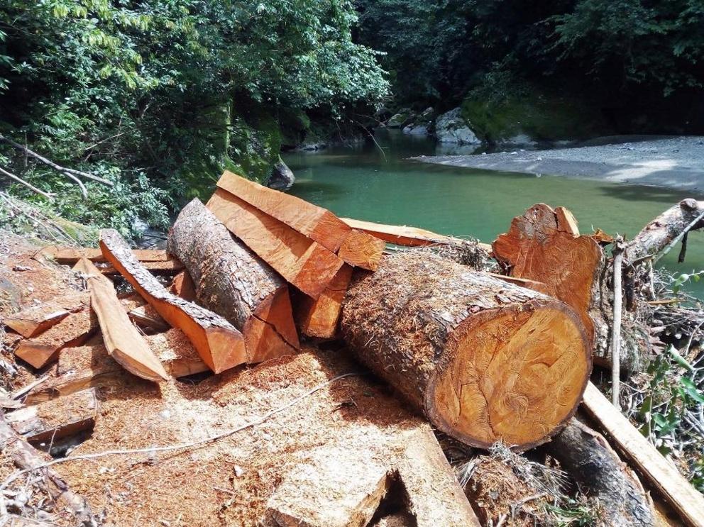 Mara tree logged by wood pirates in Amboro National Park.