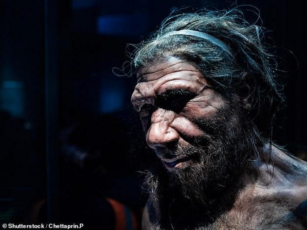 Evidence of the so-called 'ghost population was found in modern-day people and did not match the genetic fingerprint of Homo sapiens, Denisovans or Neanderthals (pictured, artist's impression of a neanderthal) 