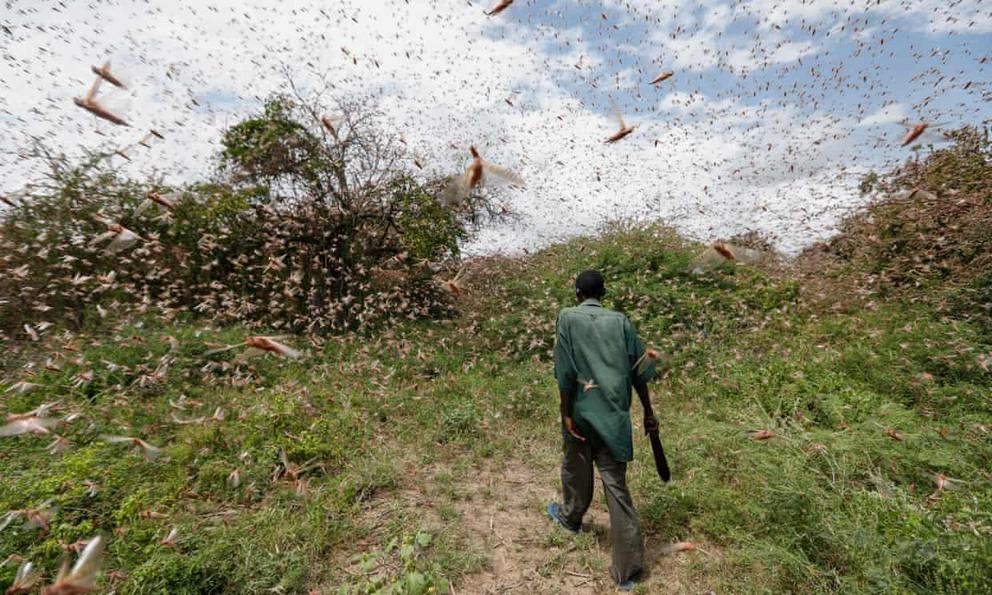 Food fears grow as swarms of locusts reach Uganda and Tanzania - Nexus ...