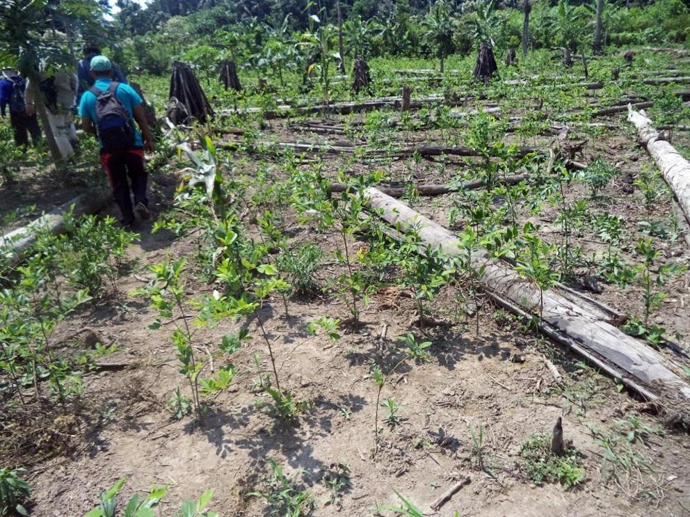 Some loggers are also converting parts of Amboro and Madidi national parks into coca plantations.