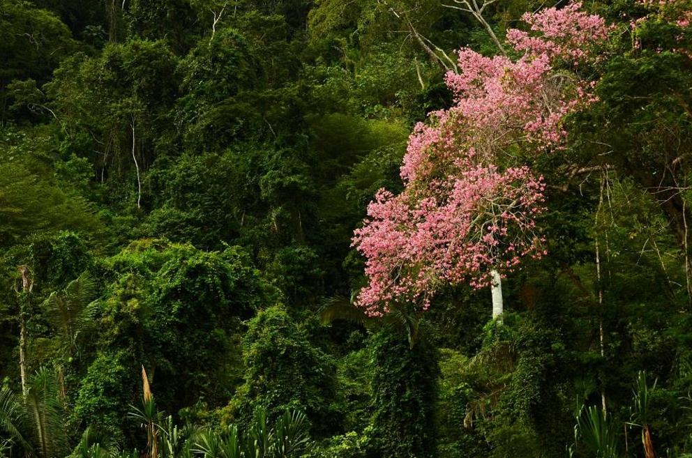 Madidi is considered one of the most biodiverse protected areas in the world.