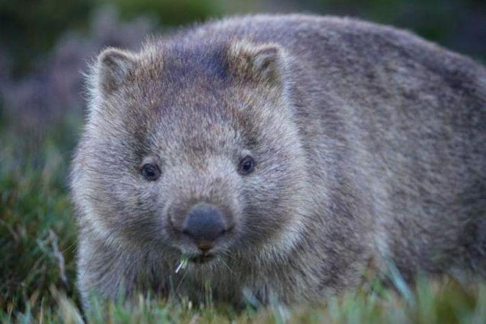 Wombats have dug down at least four metres to reach water, creating a 'wombat well'. (ABC Open contributor robbiemoonie) 