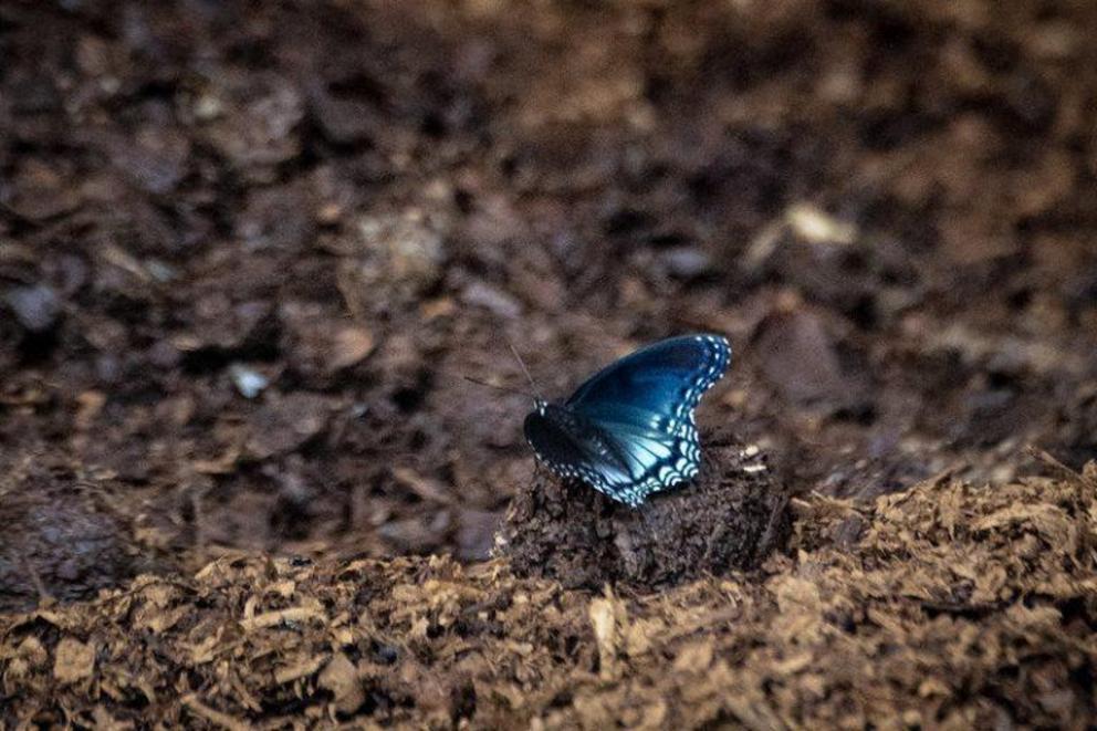 A butterfly lands on fresh compost.
