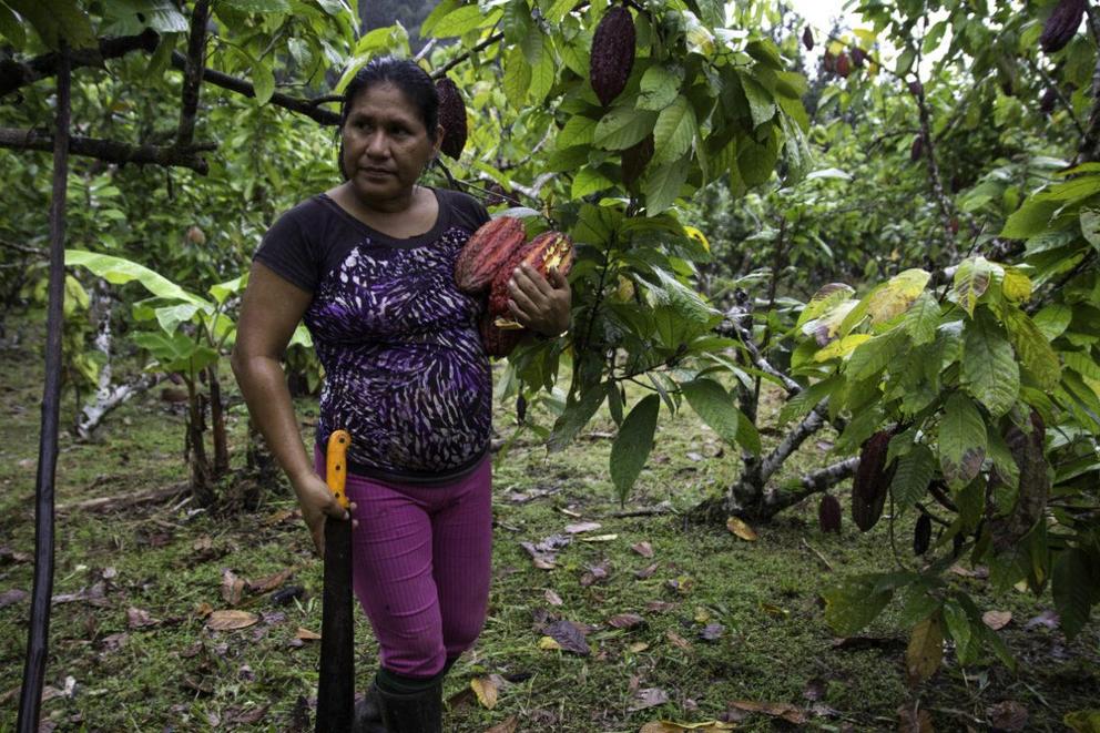 Alexandra Aviles collecting cacao pods in her garden in the community of Llanchama, Ecuador.