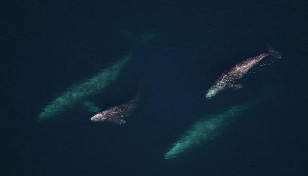 California gray whales like these mothers and calves are 4.3 times more likely to strand themselves during a burst of cosmic radio static from a solar flare, further evidence that they navigate by Earth’s magnetic field. What effect would a geomagnetic re