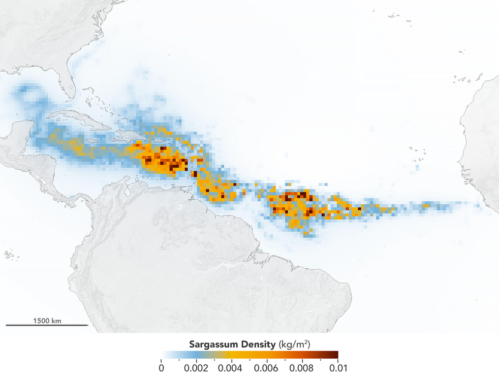 Satellite image of The Great Atlantic Sargassum Belt in July 2018.